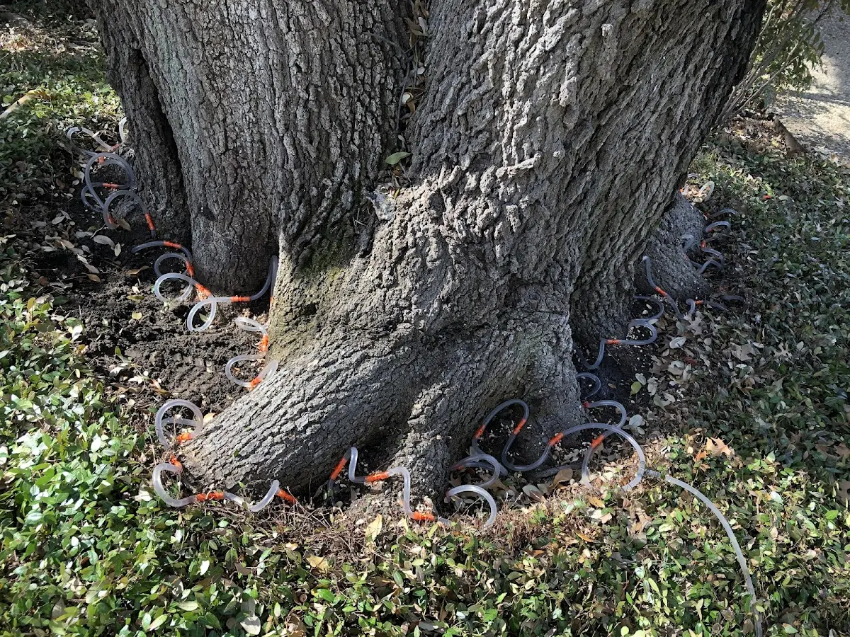 Detailed Tree Cabling and Bracing job site in Youngsville