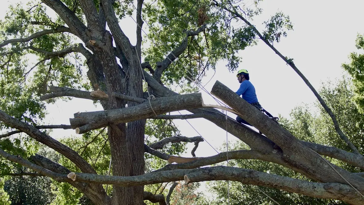 Professional Hazardous Tree Removal performed by certified arborists in Youngsville